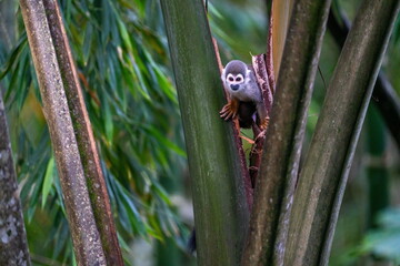 Ecuadorian squirrel monkey (Saimiri cassiquiarensis macrodon) in a tree at a jungle lodge in...