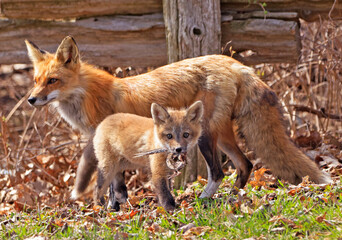 The mother fox give her prey to the baby, Canada