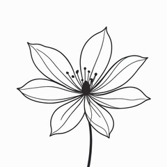 Elegant Line Art Flower Drawing Botanical Illustration Simple Floral Design White Background