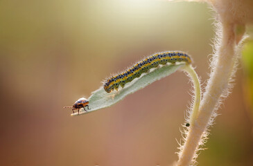 Caterpillar of the Machaon crawling on green leaves, close-up