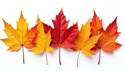 Fototapeta premium Group of colorful autumn leaves isolated on pure white, nature, orange