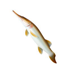 Indian pike conger or conger-pike eel isolated on white, congresox talabonoides