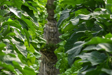 Aubergine eggplant plants in a greenhouse. organic greenhouse farm with rows of ripe eggplants plants with ripe violet vegetables and purple flowers, agriculture in Algeria, Eggplant plant growing.	