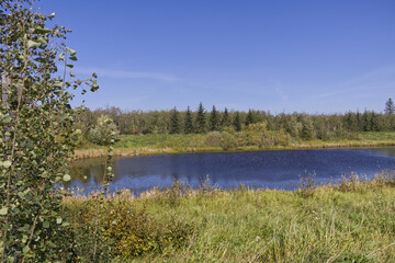 Pylypow Wetlands in the Summer
