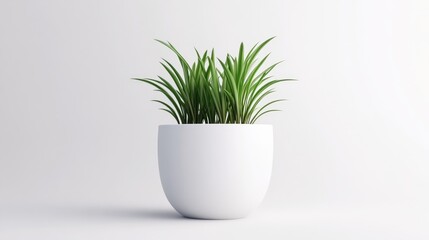Obraz premium Simple potted plant on white background