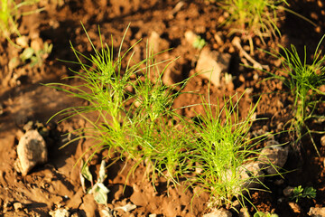 close up of zeera plants and unripe cumin on natural background. cumin, jeera plant Most popular cumin seeds plant in indian farm or garden, Carum, Caraway and carvi plant with sunrise golden light.