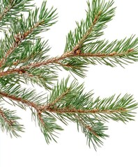 Fresh Pine Branch Close-up