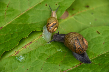 A brown snail crawls slowly on green grass leaf on a morning sunny spring day. small snail in a shell crawls in garden, close up macro of small snail on plant leaf in garden outdoor, mollusk plant.	