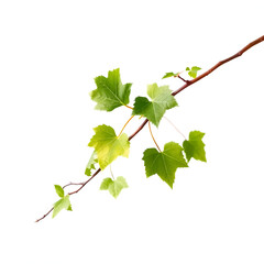a branch of grapevine on a transparent background