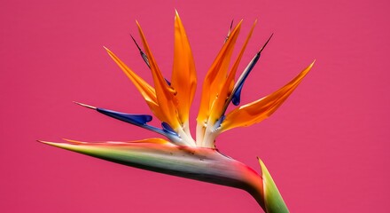 Crimson Bloom AI Generated