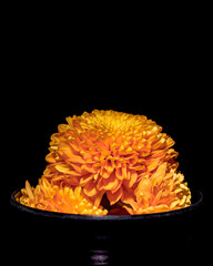 A vase of three orange flowers sits on a black background
