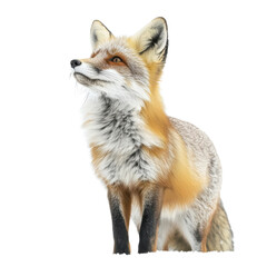 Obraz premium Red Fox Majestic Profile Looking Upwards Wild Animal Portrait isolated on transparent background
