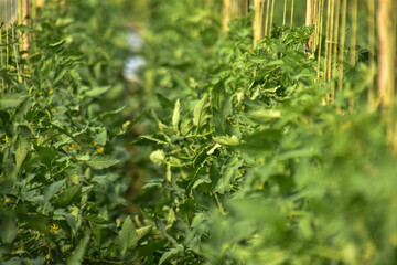 Green unripe tomatoes growing in greenhouse, Tomato plants in greenhouse Green tomatoes plantation. Green and unripe tomatoes hang on plant. Tomato cultivation, Green tomato plants in greenhouse