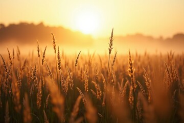 Obraz premium A serene golden field of wheat swaying gently under a soft sunrise, creating a peaceful and tranquil ambiance.