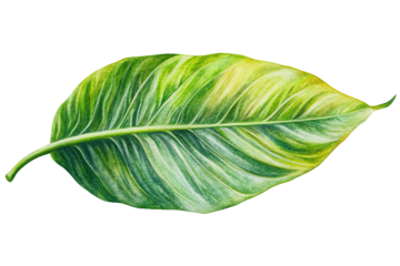 Painted leaf features light and dark green patterns with veins adding natural detail