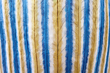 Rooster fur stucco texture gold white blue colorful background