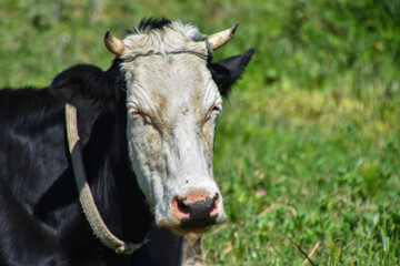 Cows on a green field and blue sky, grazing cows in a meadow with green grass and in the background the blue sky clouds and sea, Black and white cows in a grassy field In Algeria on Africa, ranch cow	