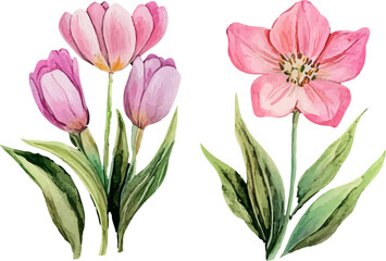 Fototapeta premium bouquet of pink tulips