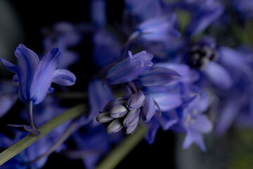 Close up of Delicate Spanish Bluebell Flowers