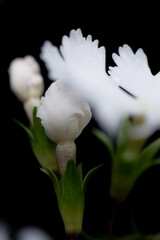 Close up of Japanese Primula Late Snow