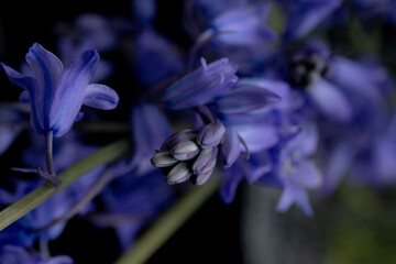 Close up of Delicate Spanish Bluebell Flowers