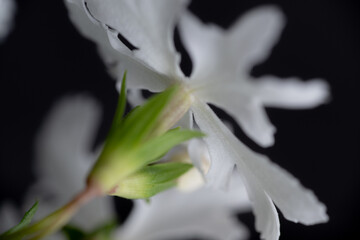 Close up of Japanese Primula Late Snow