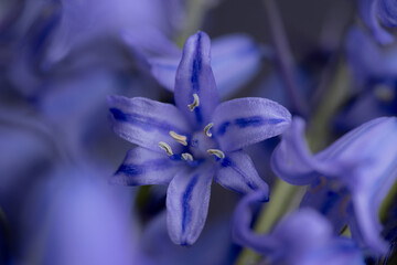 Close up of Delicate Spanish Bluebell Flowers