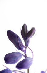 Naklejka premium Close up of Delicate Spanish Bluebell Flowers