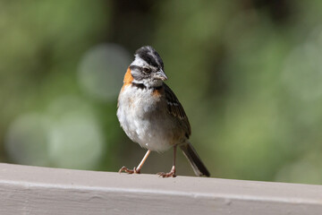 Rufous backed sparrow
