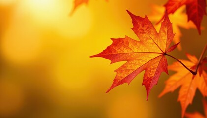 Fototapeta premium Close-up of glossy maple leaves against sunny yellow, leaves, macro, background