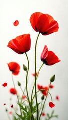 Fototapeta premium Vibrant red poppies, delicate petals, stark white backdrop, field, texture