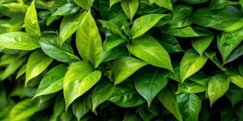 Obraz premium Lush green leaves, close-up