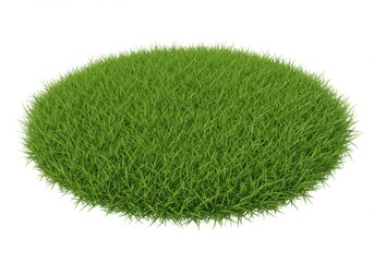 A clump of bright green grass isolated on a white background in a studio setting on a summer day