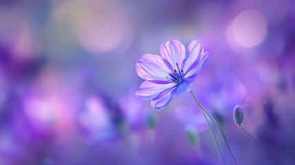 Fototapeta premium Purple Dream
