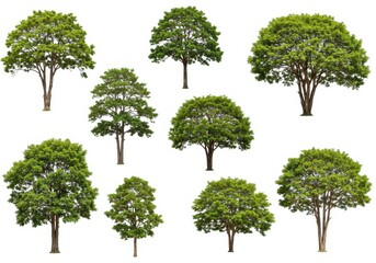 Fototapeta premium A collection of nine isolated trees with green leaves on a white background in a studio shot