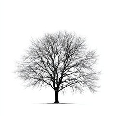 Obraz premium bare tree on white background