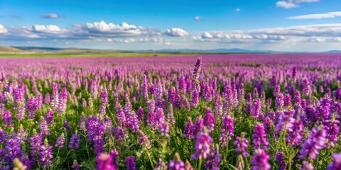 Fototapeta premium Field of Mongolian milkvetch with purple flowers and green leaves in a vast open landscape , Landscape, Meadow, Landscape