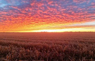 Fotobehang Beautiful sunrise over cornfield, showcasing vibrant colors and dramatic clouds, creating serene and peaceful atmosphere © Kunut