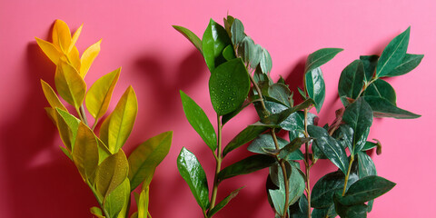 ピンク色背景前の植物