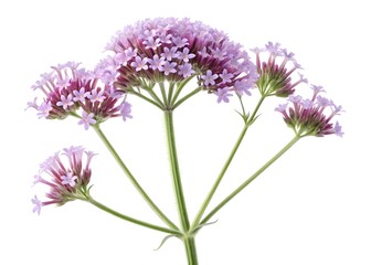 Obraz premium frontal verbena bonariensis,lilac flowers on a transparent background