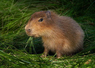 Capibara bebe comiendo