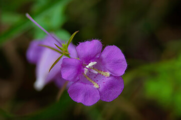 closeup of purple false foxglove wildflower © Michael