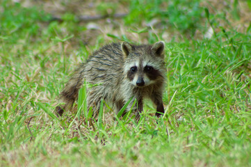 baby raccoon in the grass
