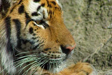 portrait of a tiger