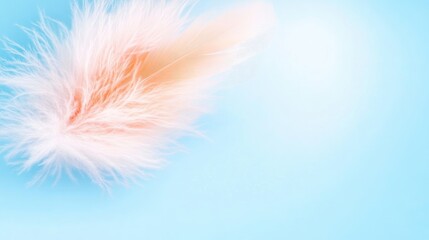 Obraz premium Light Pastel Feather on Blue
