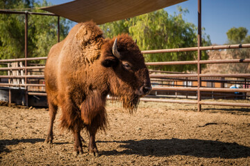 American Bison, Buffalo, herd, animal pen, ranch