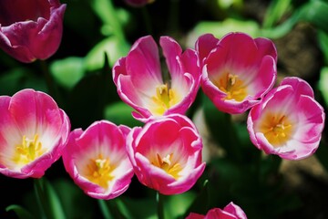 Obraz premium Pink tulip flower blossom botanical garden beautiful petal floral green park. Pink blooming amazing landscape spring gardening. Colourful tulips sunny blossom bloom plant flower field.