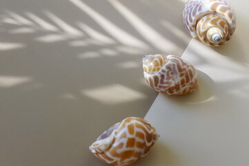 Seashells and palm leaves shadow top view on brown background. Aesthetic wall print, poster. Card. Summer vacation, travel background.Neutral colors