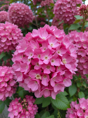 Fototapeta premium Viburnum lantana wayfaring tree blossoming shrub