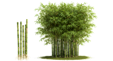 Bamboo Plants with Roots Isolated on Transparent Background


